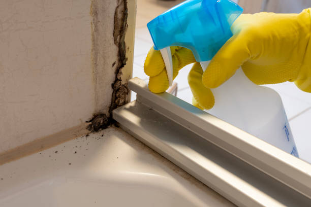 Best Professional Mold Removal  in West Hempstead, NY