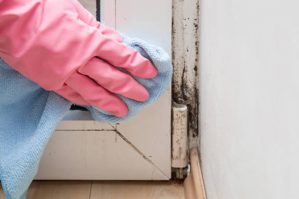 Best Mold Damage Repair  in West Hempstead, NY